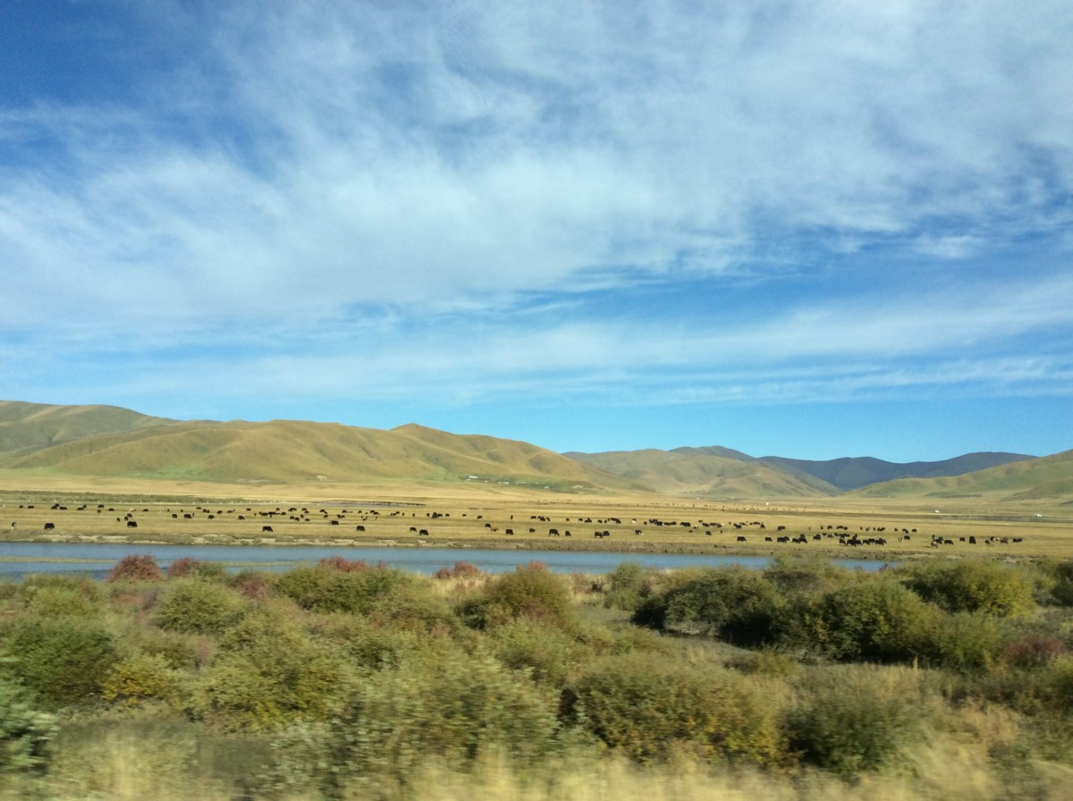 IMG_0037_1.jpg